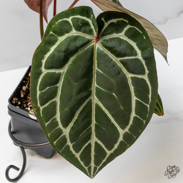 Anthurium Crystal Red '12' x Michelle '1' by DocBlock® (wk47-F)
