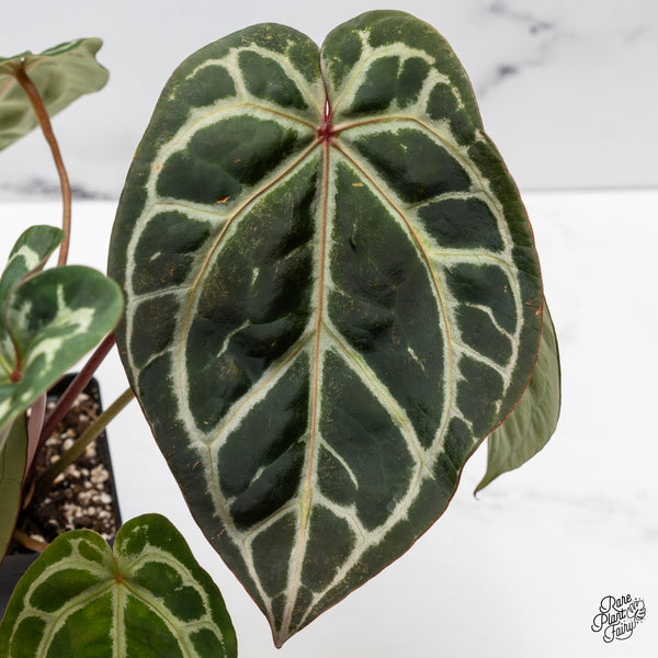 Anthurium Crystal Red '12' x Michelle '1' by DocBlock® (wk49-Z)