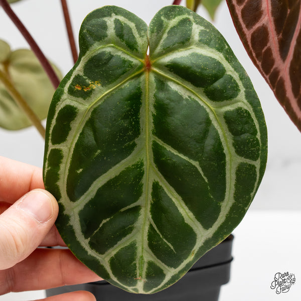 Anthurium Crystal Red '12' x Michelle '1' by DocBlock® (wk49-Z)