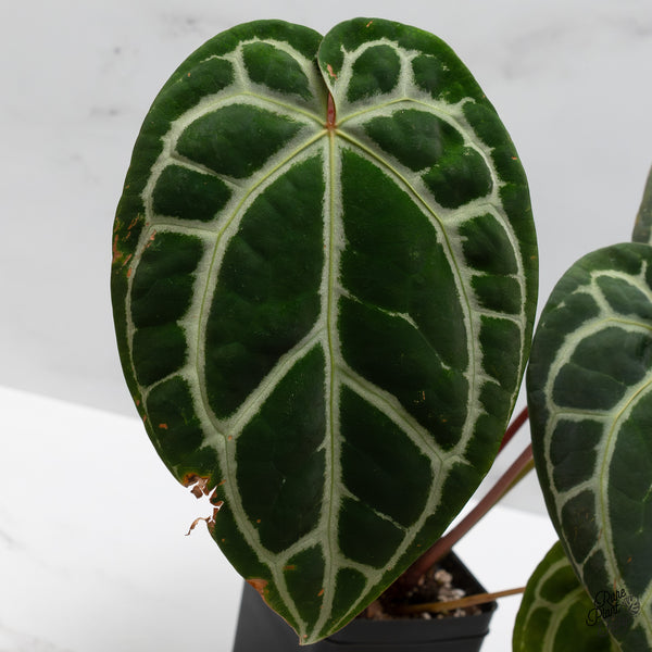 Anthurium Crystal Red '12' x Michelle '1' by DocBlock® (wk49-Z)