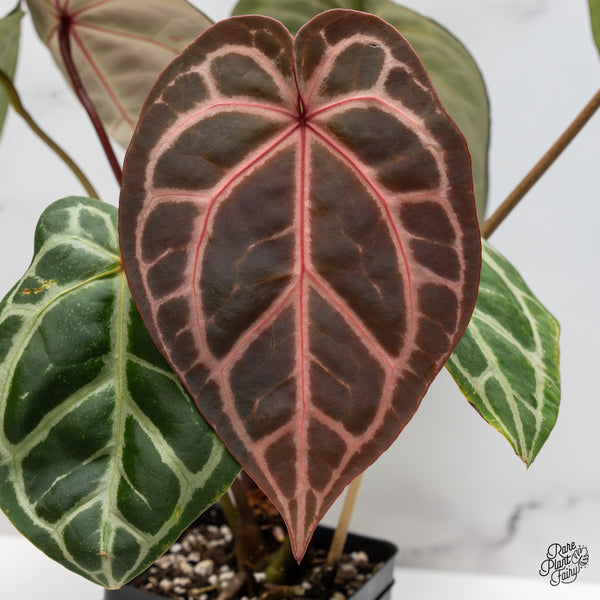 Anthurium Crystal Red '12' x Michelle '1' by DocBlock® (wk49-Z)