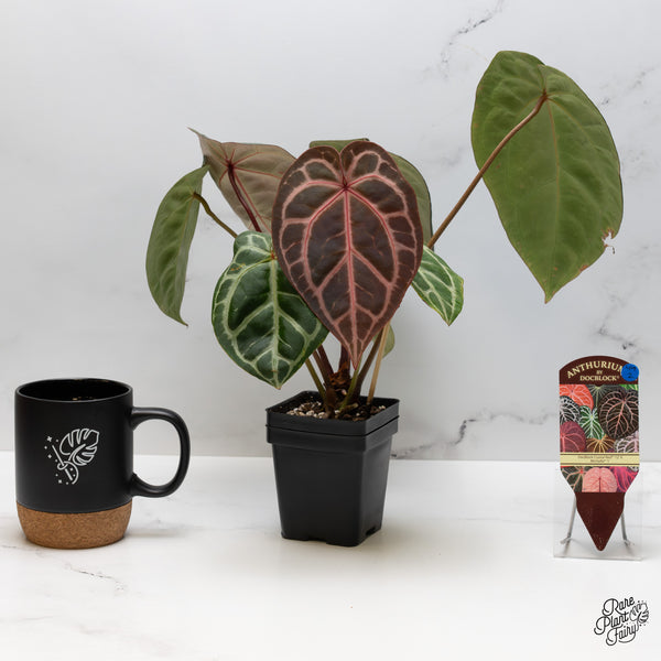 Anthurium Crystal Red '12' x Michelle '1' by DocBlock® (wk49-Z)
