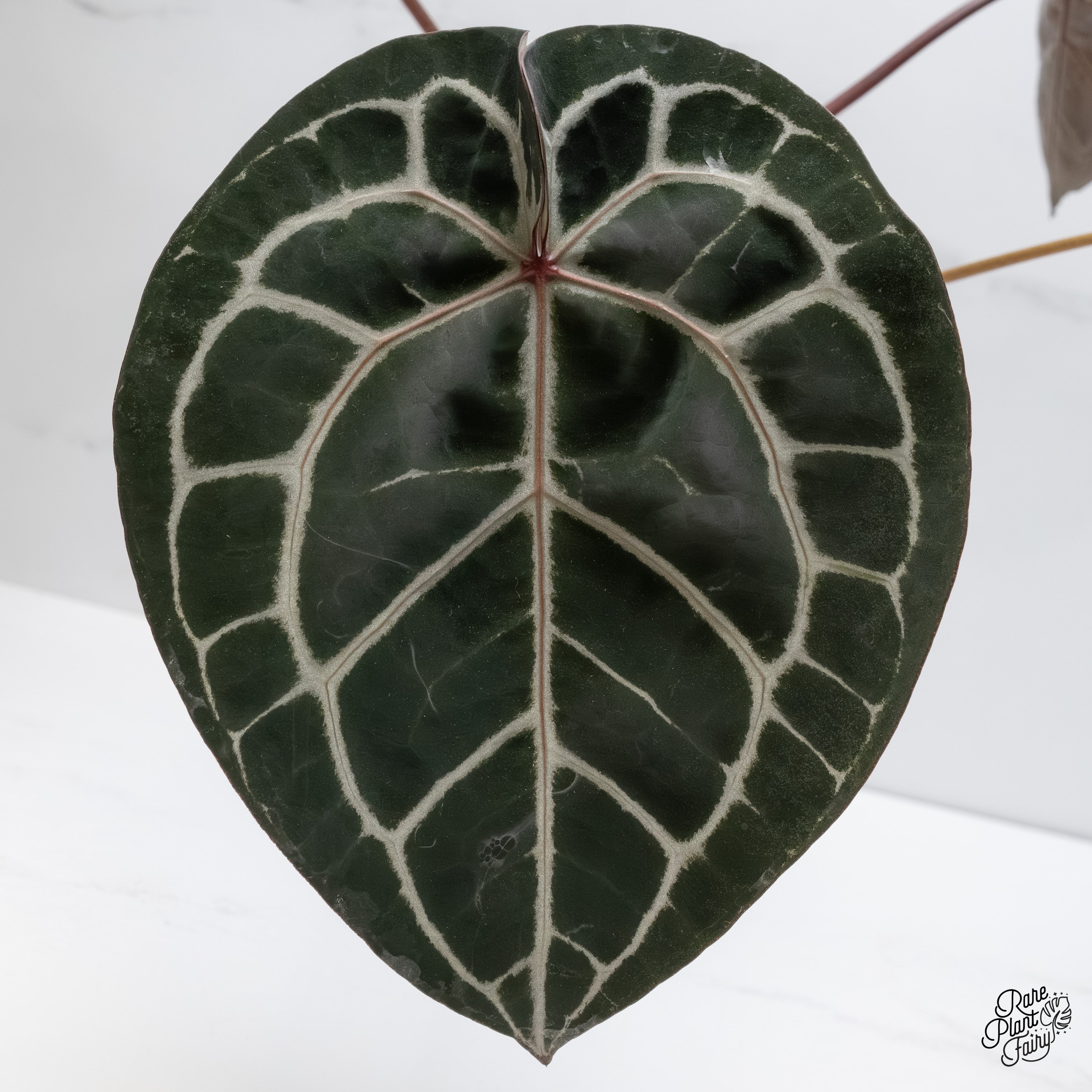 Anthurium Crystal Red '12' x Michelle '1' by DocBlock® (wk6-A