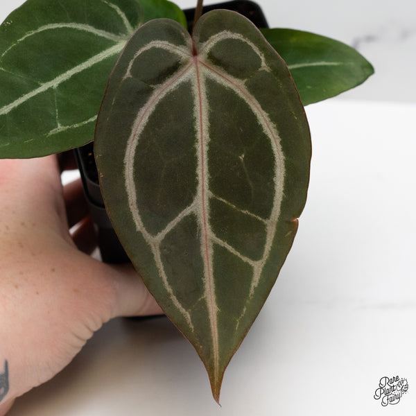 Anthurium Minerva '20' x Dark & Handsome '9' by DocBlock® (wk48-I)