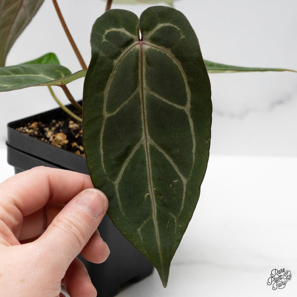 Anthurium Minerva '20' x Dark & Handsome '9' by DocBlock® (wk48-O)