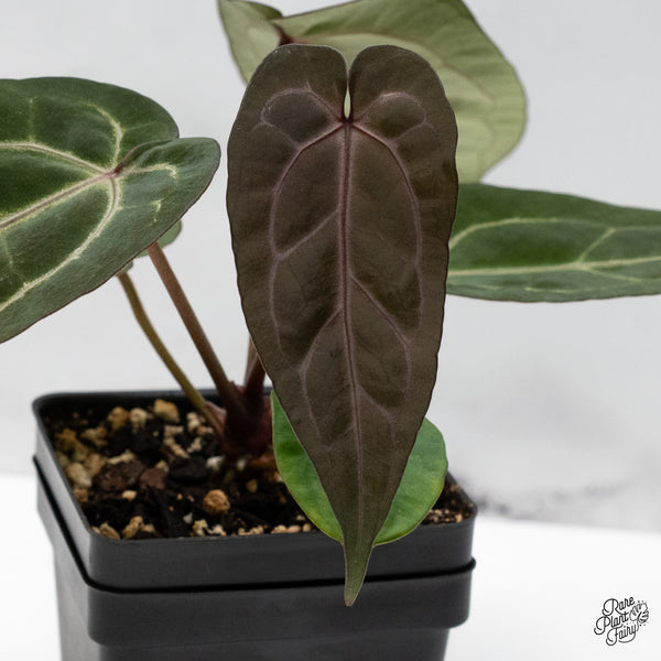 Anthurium Minerva '20' x Dark & Handsome '9' by DocBlock® (wk48-O)