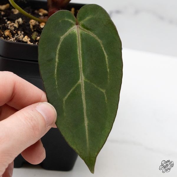 Anthurium Minerva '20' x Dark & Handsome '9' by DocBlock® (wk48-O)