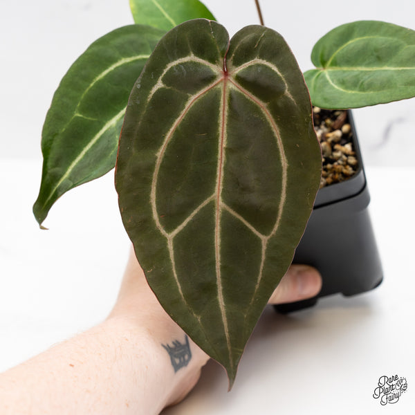 Anthurium Minerva '20' x Dark & Handsome '9' by DocBlock® (wk49-A)