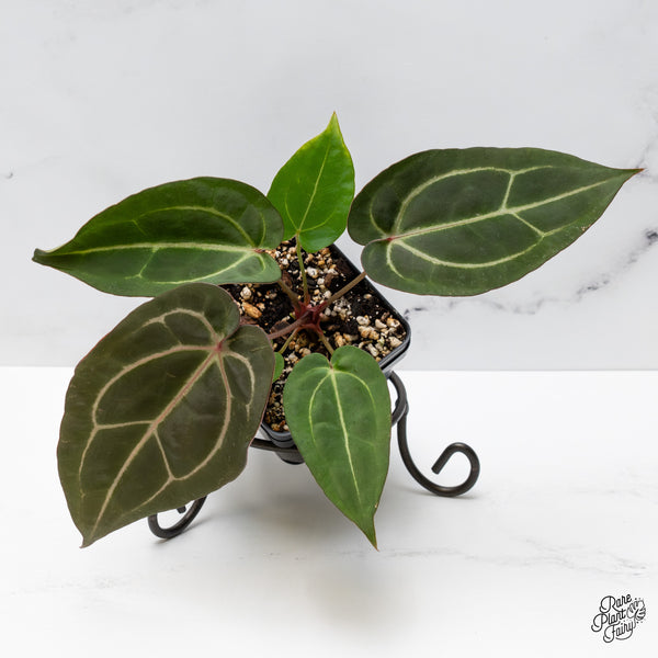 Anthurium Minerva '20' x Dark & Handsome '9' by DocBlock® (wk49-A)