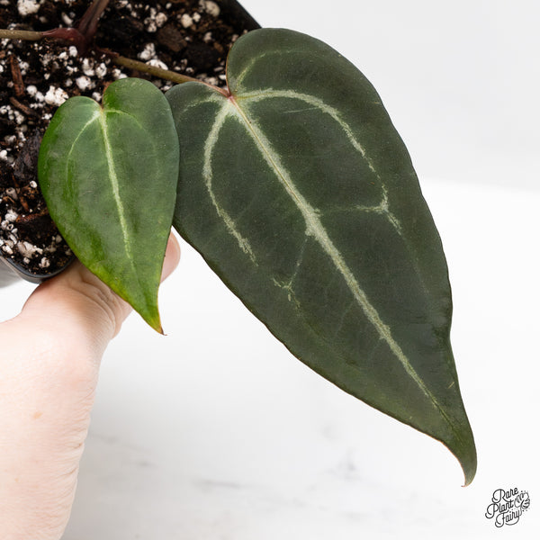 Anthurium Minerva '20' x Dark & Handsome '9' by DocBlock® (wk49-O)