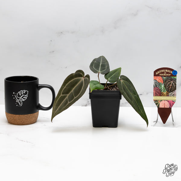 Anthurium Minerva '20' x Dark & Handsome '9' by DocBlock® (wk49-O)