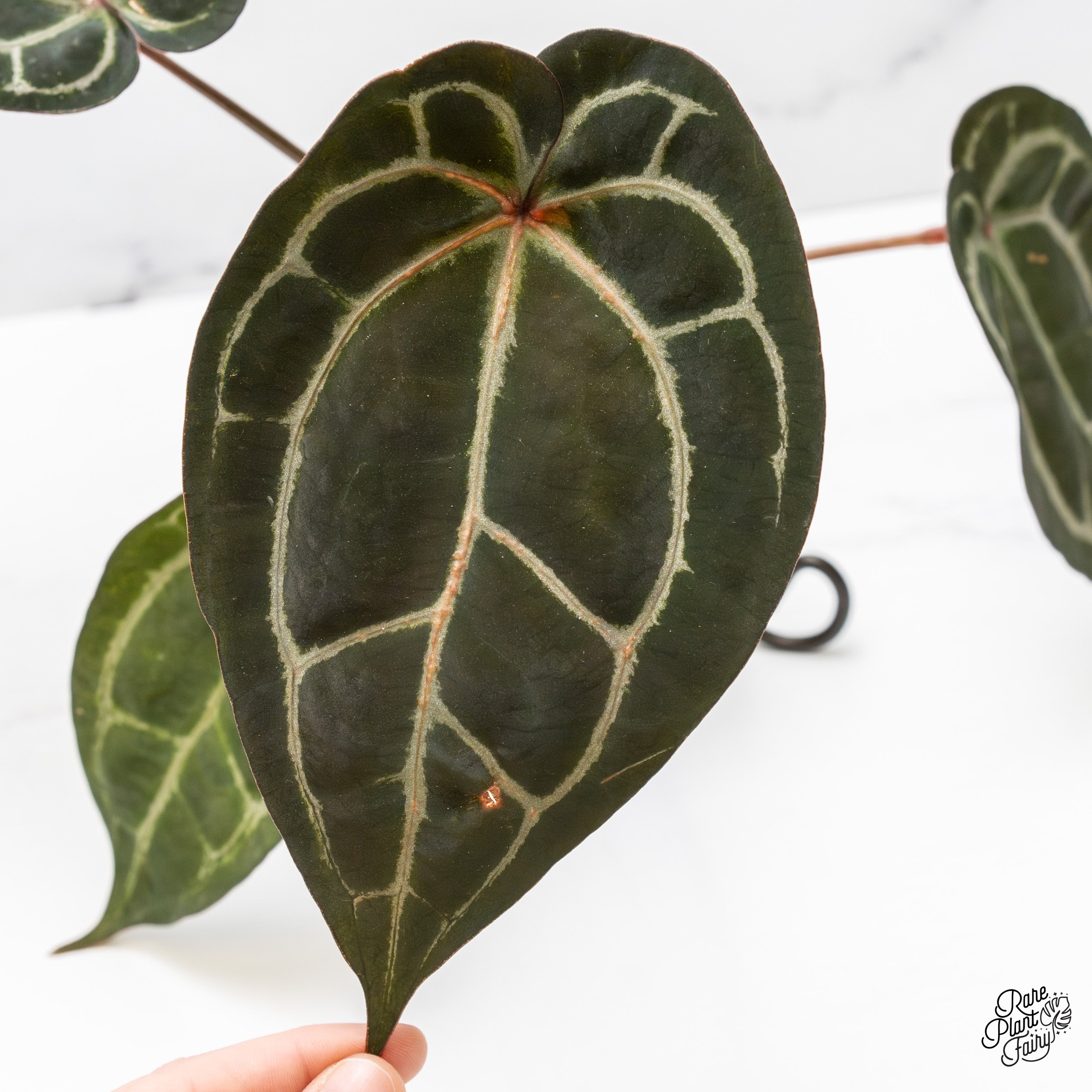 Anthurium – Page 2 – Rare Plant Fairy