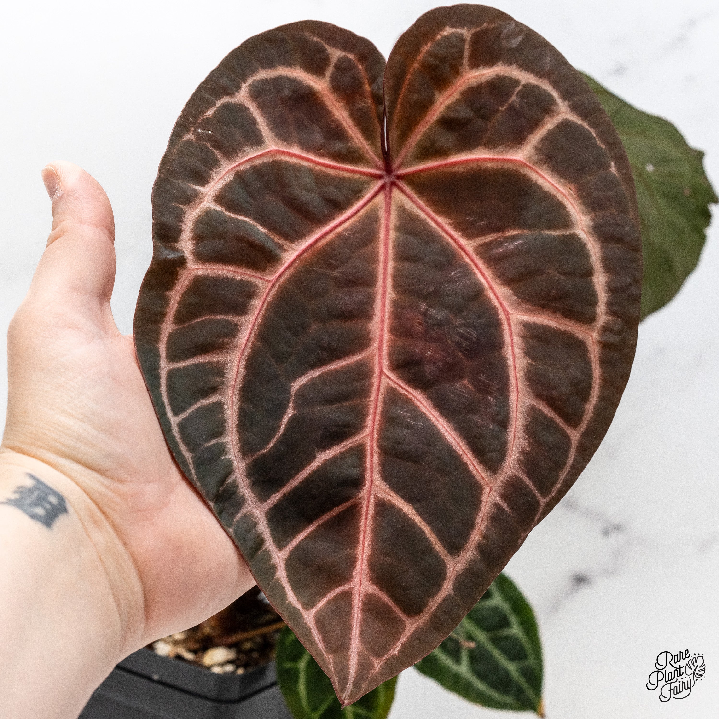 アンスリウム　ドックブロック　ZARA x ZARA ドックブロック アンスリウム ZARA x ZARA 【公式通販】