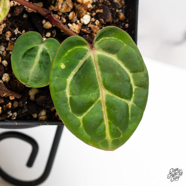 Variegated Anthurium Zara '31' x Zara '14' by DocBlock® (wk46-AC)