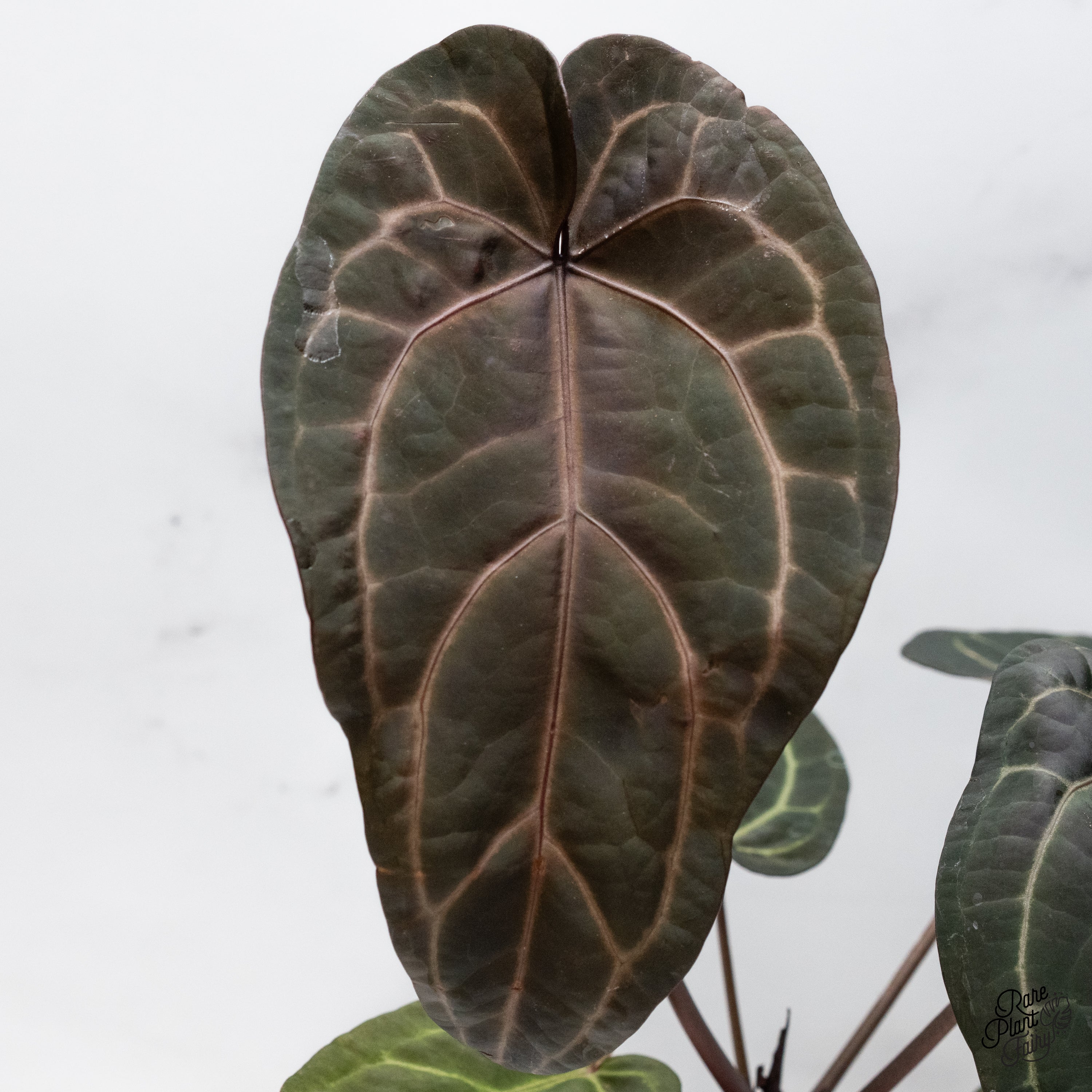 Anthurium – Page 2 – Rare Plant Fairy