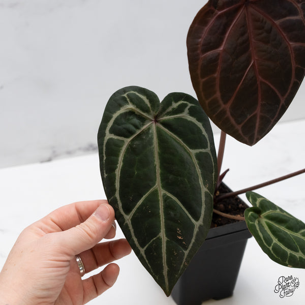 Anthurium Zara '33' x Zara '29' by DocBlock® (wk47-W)