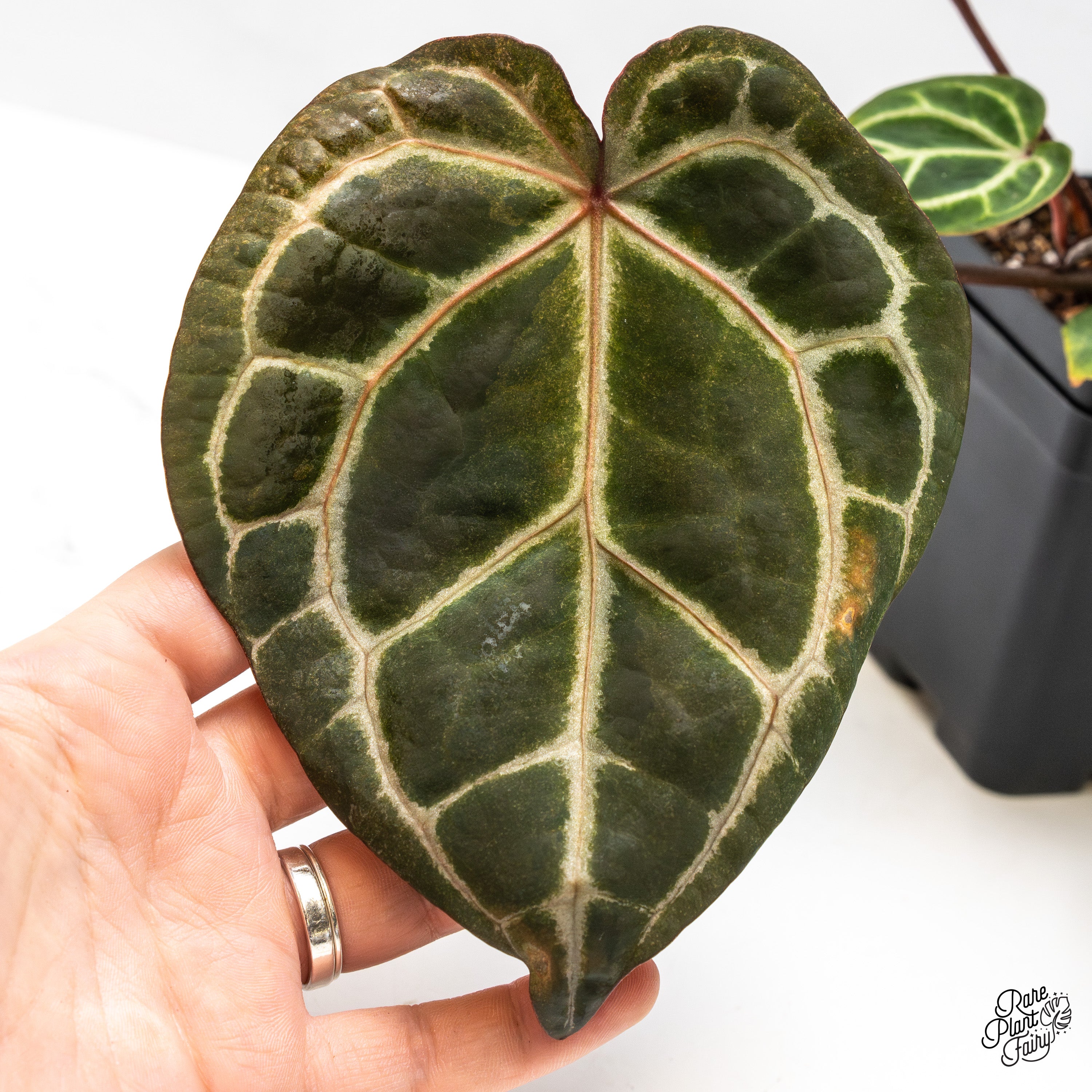 Variegated Anthurium Zara '33' x Zara '29' by DocBlock® (wk50-UB