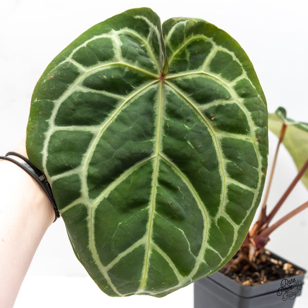 Anthurium Zara '33' x Zara '29' by DocBlock® (wk6-K)