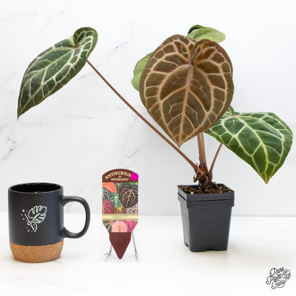 Anthurium Zara '33' x Zara '29' by DocBlock® (wk6-K)