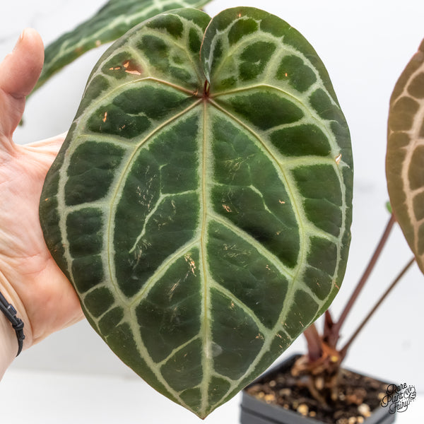 Anthurium Zara '33' x Zara '29' by DocBlock® (wk6-K)