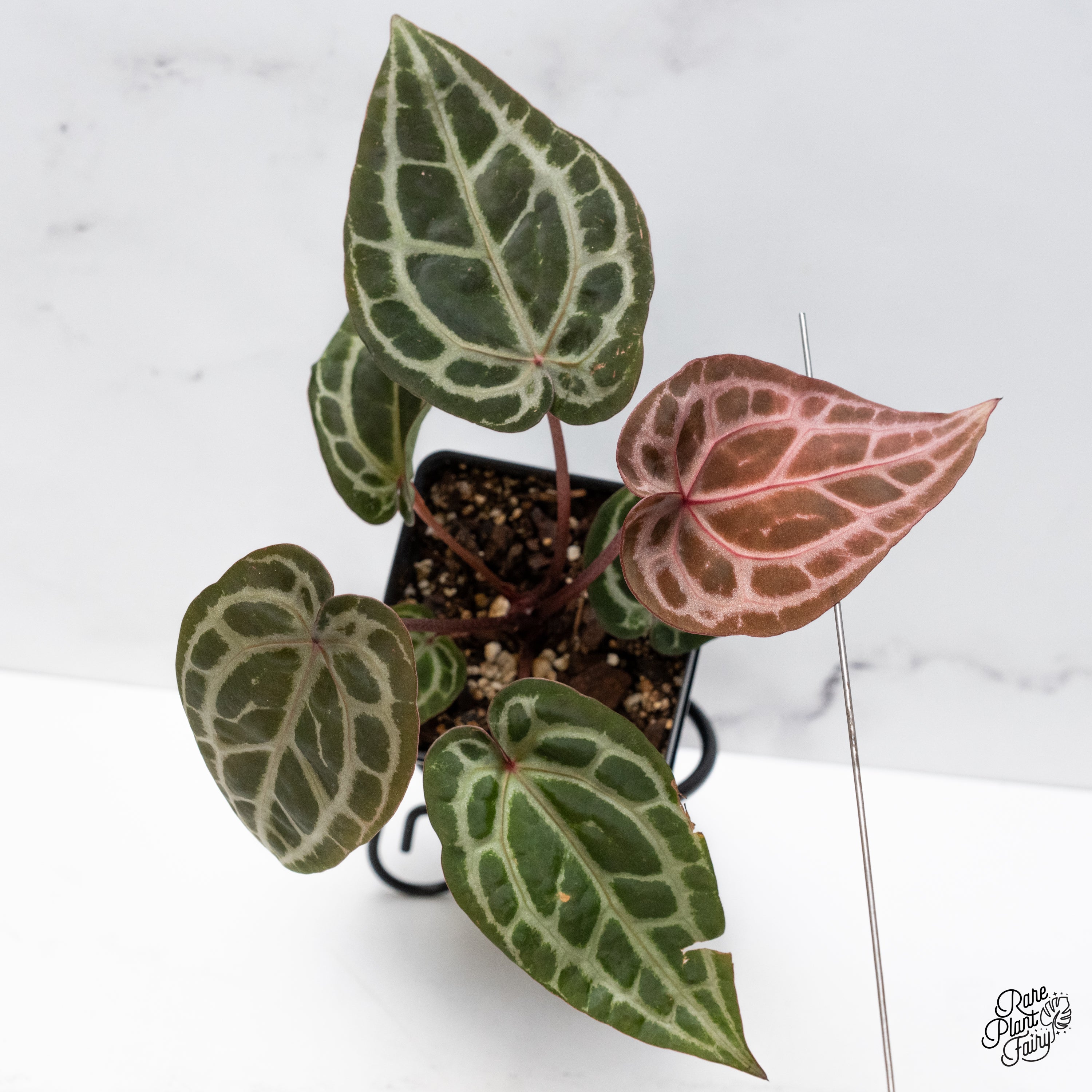 Anthurium Zara '33' x Zara '29' by DocBlock® (wk42-X) – Rare Plant
