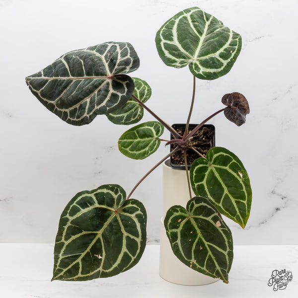 Anthurium Zara '33' x  Home, Sweet Home '32' by DocBlock® (wk46-X)