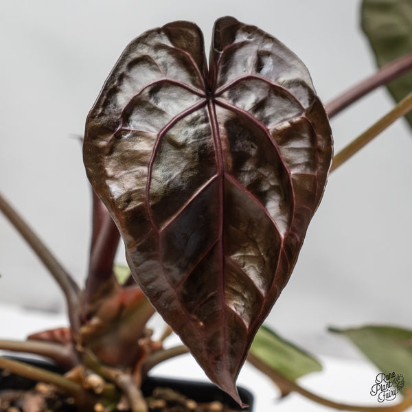 Anthurium Zara '33' x  Home, Sweet Home '32' by DocBlock® (wk46-X)