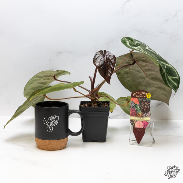 Anthurium Zara '33' x  Home, Sweet Home '32' by DocBlock® (wk46-X)