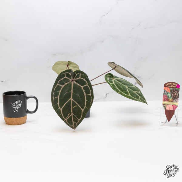 Anthurium Zara '33' x  Home, Sweet Home '32' by DocBlock® (wk48-D)
