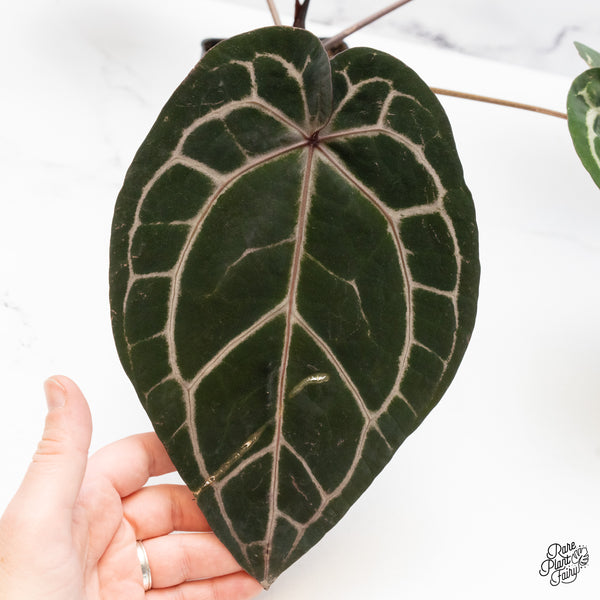 Anthurium Zara '33' x  Home, Sweet Home '32' by DocBlock® (wk48-D)