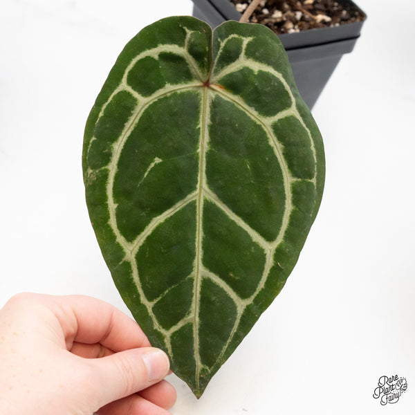 Anthurium Zara '33' x  Home, Sweet Home '32' by DocBlock® (wk48-D)