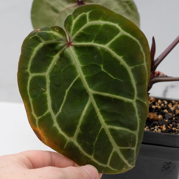 Anthurium Zara '3' x Zara '33' by DocBlock® (wk48-P)