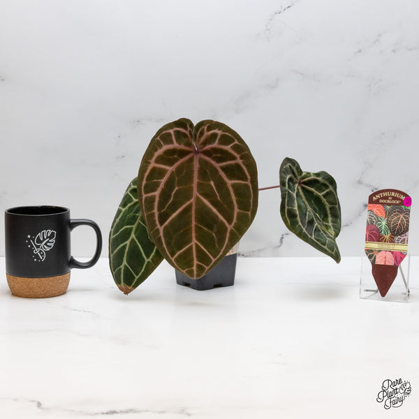 Anthurium Zara '3' x Zara '33' by DocBlock® (wk48-P)