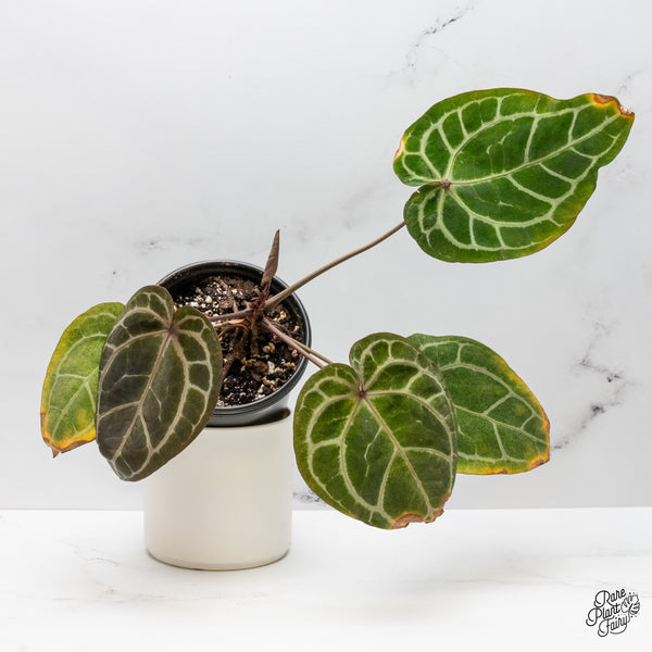 Variegated Anthurium Zara '3' x Zara '33' by DocBlock®  (wk48-UG)