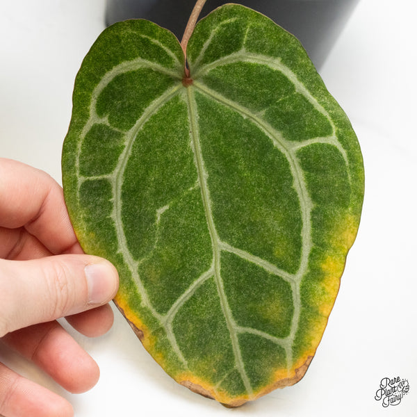 Variegated Anthurium Zara '3' x Zara '33' by DocBlock®  (wk48-UG)