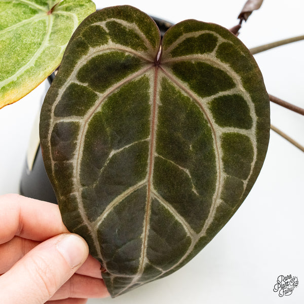 Variegated Anthurium Zara '3' x Zara '33' by DocBlock®  (wk48-UG)