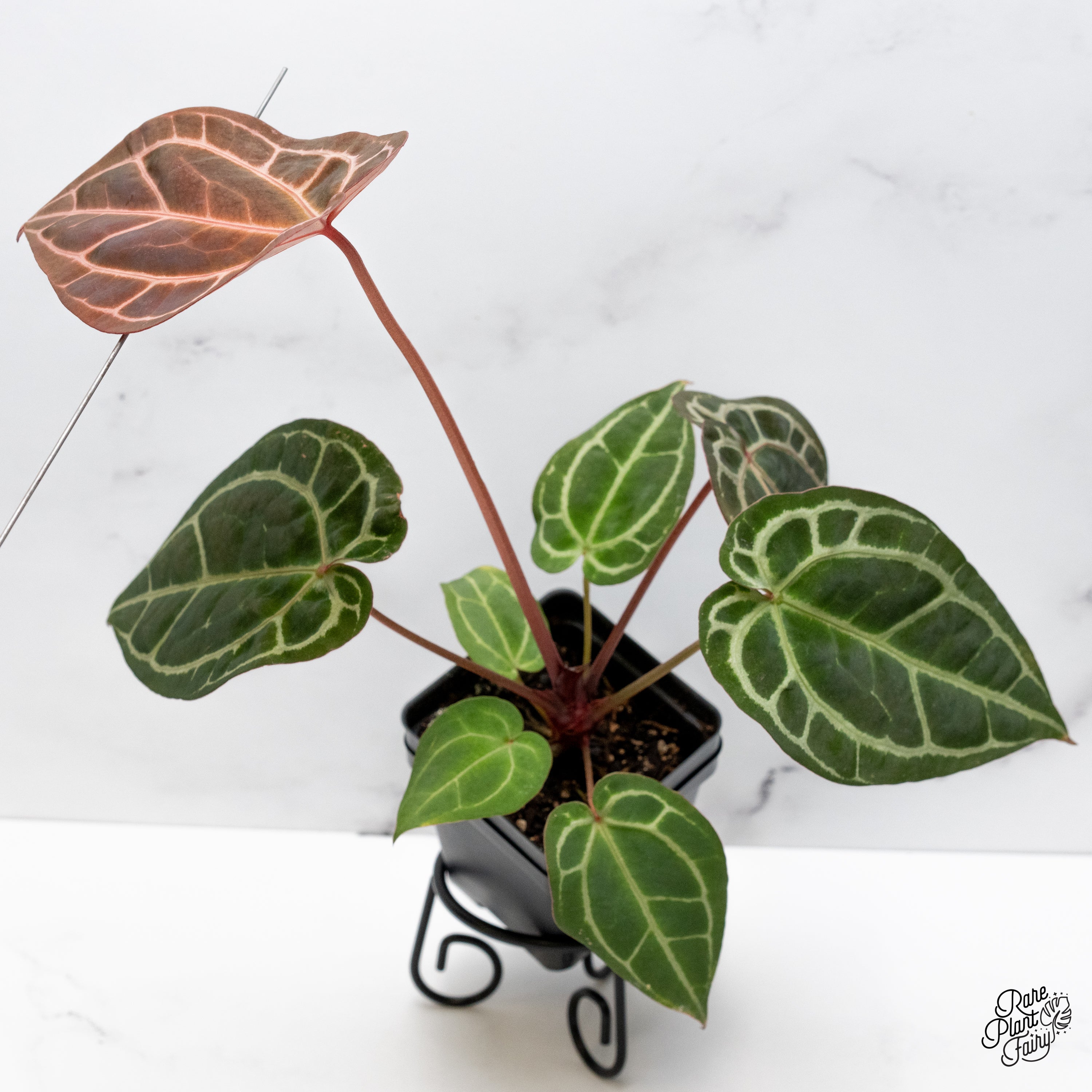 Anthurium Thor's Lightning '51' x Crystal Red '12' by DocBlock