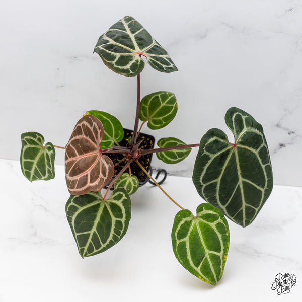 Anthurium Thor's Lightning '51' x Crystal Red '12' by DocBlock® (wk47-J)