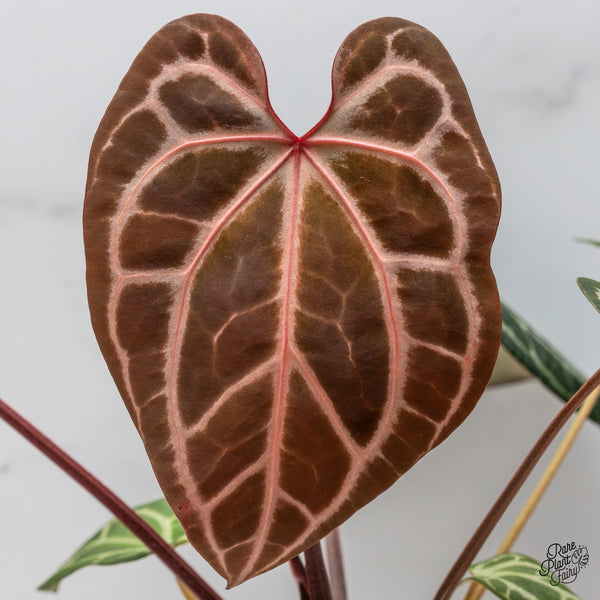 Anthurium Thor's Lightning '51' x Crystal Red '12' by DocBlock® (wk47-J)