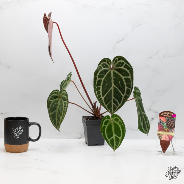 Anthurium Thor's Lightning '51' x Crystal Red '12' by DocBlock® (wk48-M)
