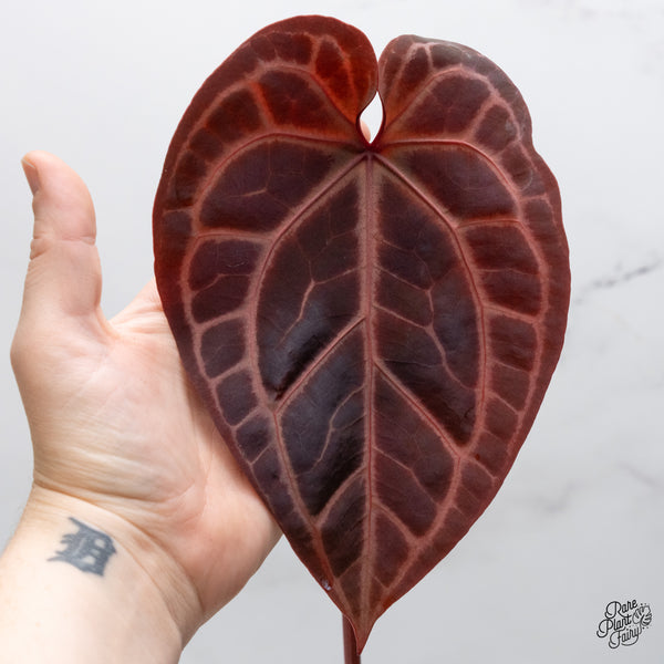 Anthurium Thor's Lightning '51' x Crystal Red '12' by DocBlock® (wk48-M)