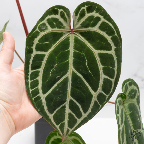 Anthurium Thor's Lightning '51' x Crystal Red '12' by DocBlock® (wk48-M)