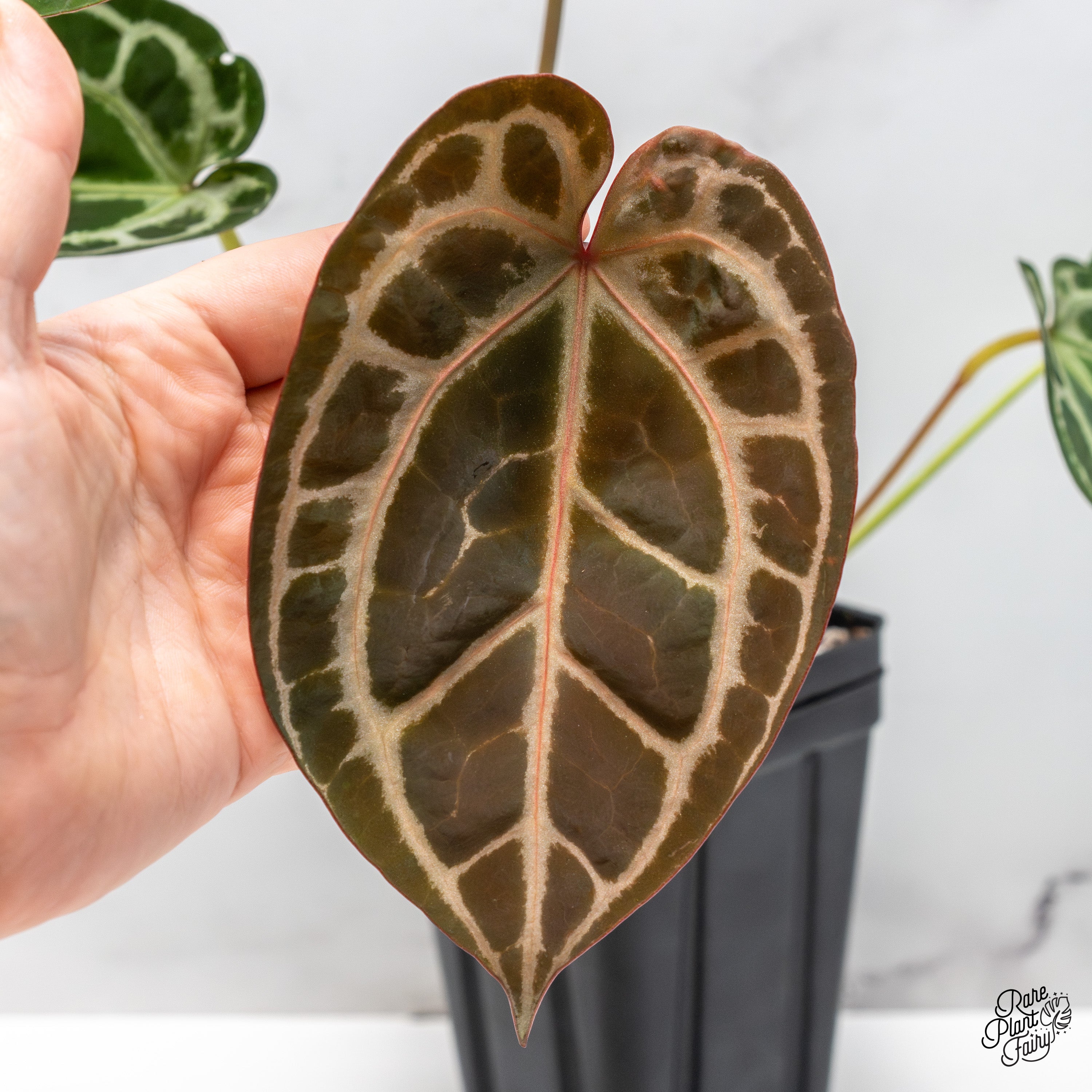 ドロマーアガサ デュエマ オリジナルCS】「第3回魔導CS in Ganryu鎌ヶ谷店(2025/3/22