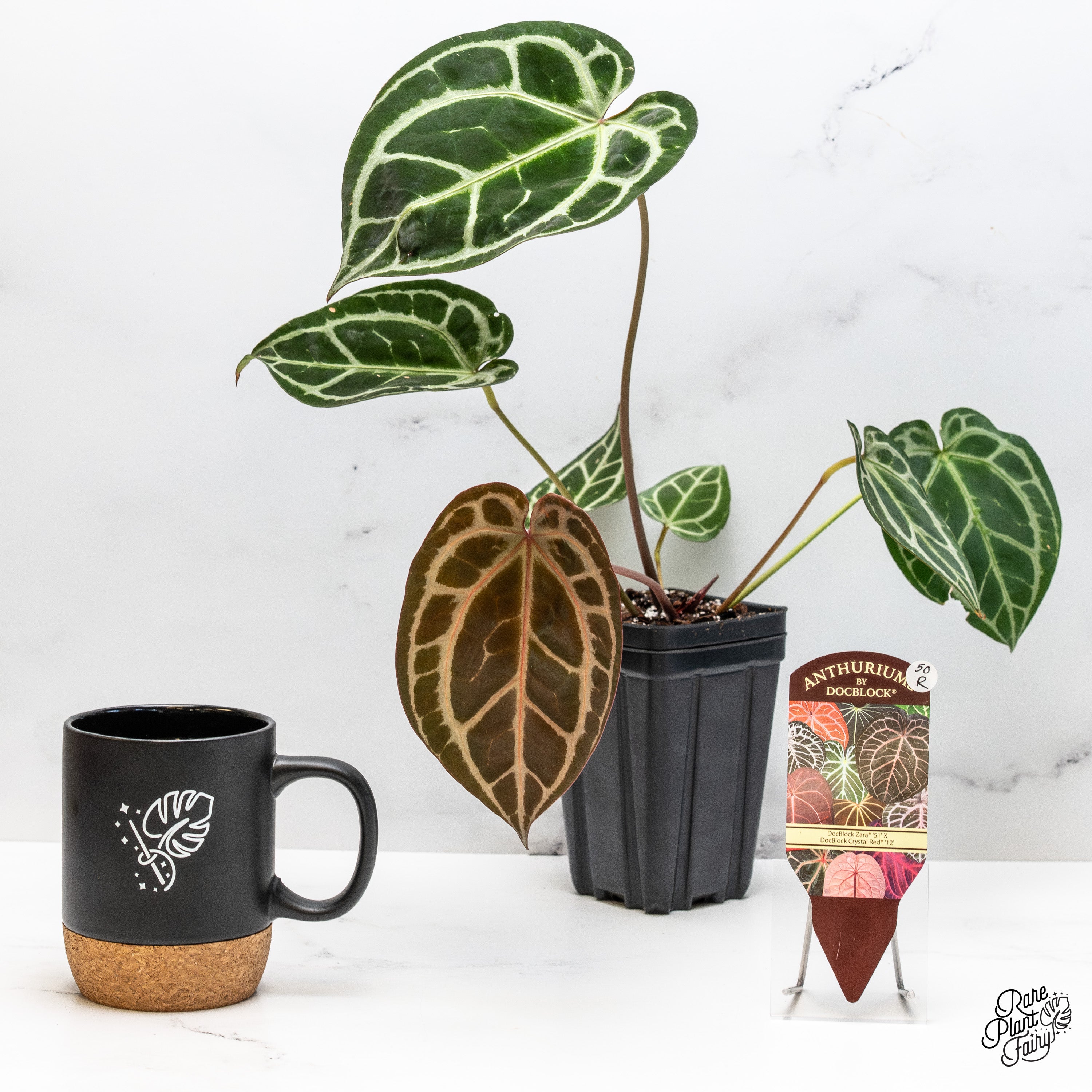 Anthurium Thor's Lightning '51' x Crystal Red '12' by DocBlock