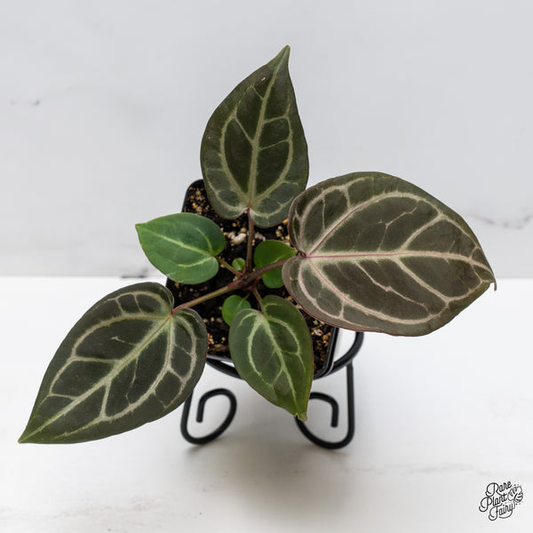 Anthurium Home, Sweet Home '32' x Dark & Handsome '9' by DocBlock® (wk47-G)