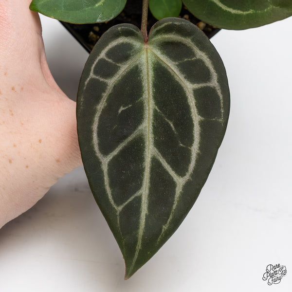 Anthurium Home, Sweet Home '32' x Dark & Handsome '9' by DocBlock® (wk47-G)