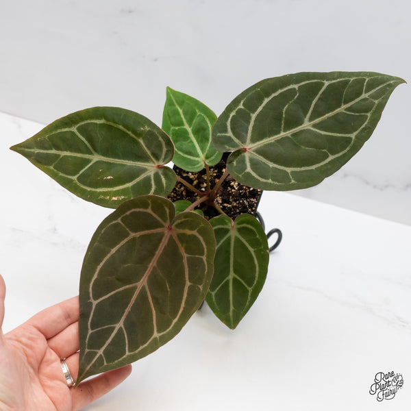 Anthurium Home, Sweet Home '32' x Dark & Handsome '9' by DocBlock® (wk48-E)