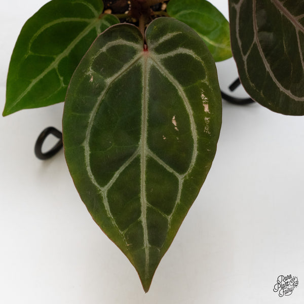 Anthurium Home, Sweet Home '32' x Dark & Handsome '9' by DocBlock® (wk48-E)