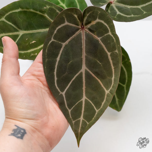 Anthurium Home, Sweet Home '32' x Dark & Handsome '9' by DocBlock® (wk48-E)