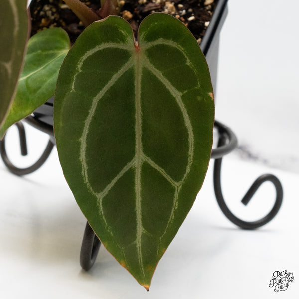 Anthurium Home, Sweet Home '32' x Dark & Handsome '9' by DocBlock® (wk48-E)